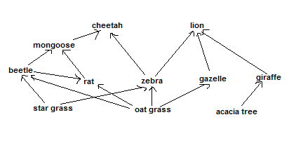 A savannah food web. Arrows show the direction that energy transfers in the community. 
            In the food web, read from left to right and bottom to top,
            star grass provides energy to beetle and zebra. Oat grass provides
            energy to beetle, rat, zebra and gazelle. Acacia tree provides energy
            to giraffe. Beetle provides energy to rat and mongoose. Rat provides energy
            to mongoose. Zebra provides energy to cheetah and lion. Gazelle provides
            energy to lion. Giraffe provides energy to lion. Mongoose provides energy 
            to cheetah.